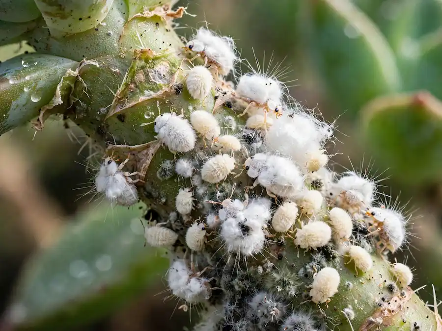 Extreme macro of mealybug infestation on succulent stem showing white cottony fluffy bodies and webbing causing mold and white spots