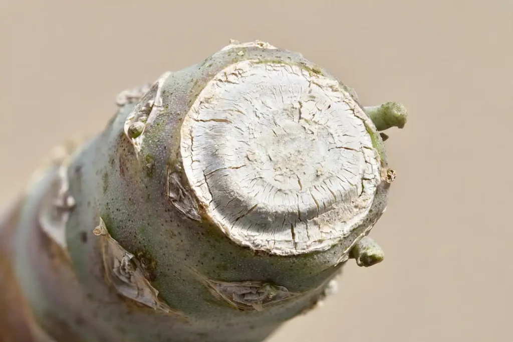 Callused succulent stem dry and scabbed over white callus before it ever touches soil - the one step that decides propagation success